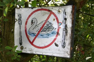 East Europeans have been accused of skewing and roasting swans and other fowl along British waterways © Richard Croft