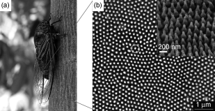 Cicada Wing Surface showing antibacterial nanopillar structures. From: Zhang et al. Cicada Wings: A Stamp from Nature for Nanoimprint Lithography. Small (2006) 2: 12; 1440–1443.